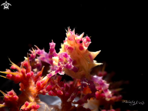 A candy crab 