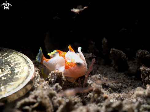 A Frogfish