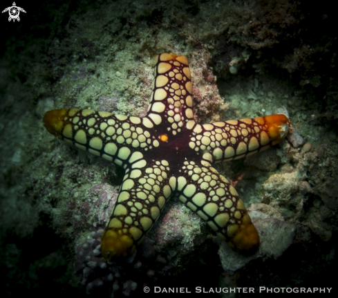 A Unknown | Sea Star