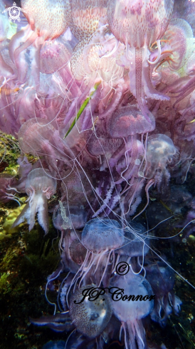 A Pelagia noctiluca | méduse pélagique