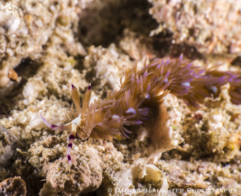 A Nudibranch