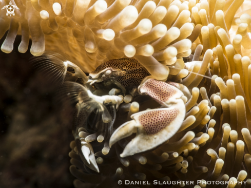 A Spotted Anemone Crab