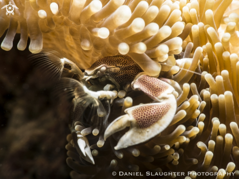 A Neopetrolisthes maculatus | Spotted Anemone Crab