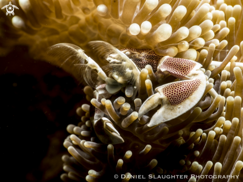 A Neopetrolisthes maculatus | Spotted Anemone Crab