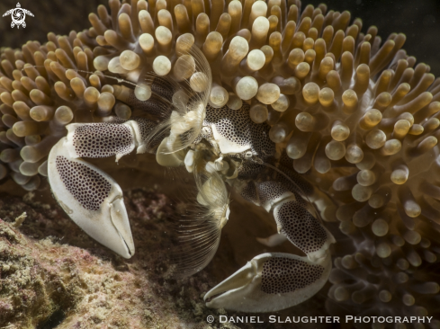 A Spotted Anemone Crab