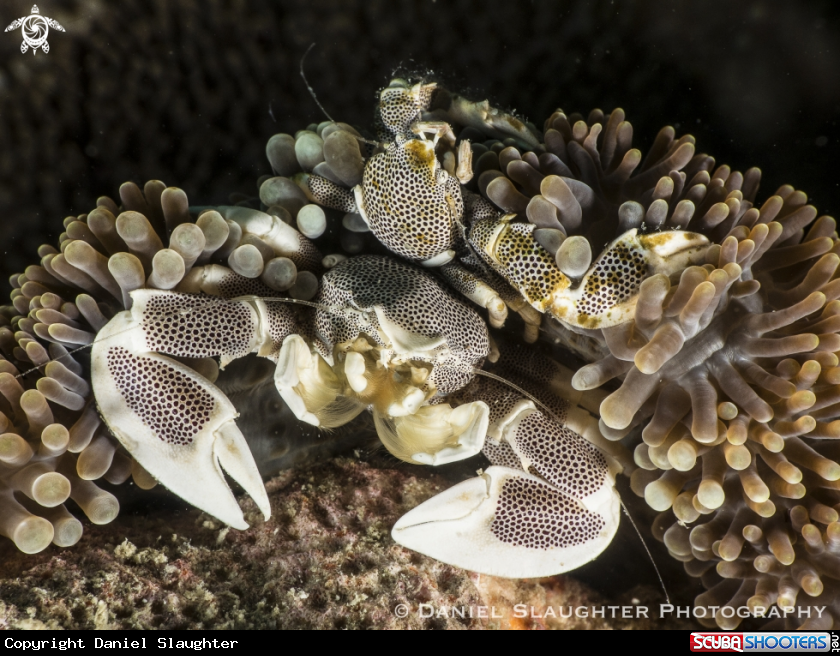 A Spotted Anemone Crab