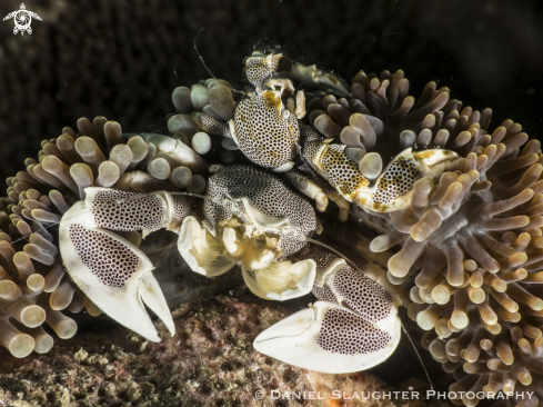 A Neopetrolisthes maculatus | Spotted Anemone Crab