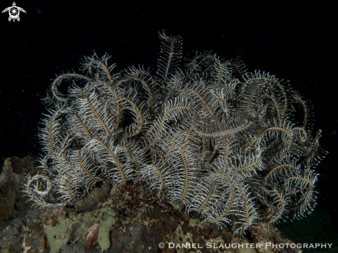 A Crinoid