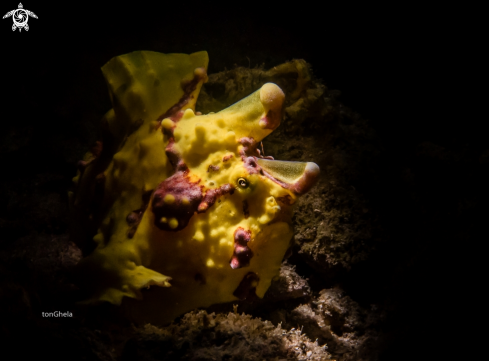 A Clown Frog fish