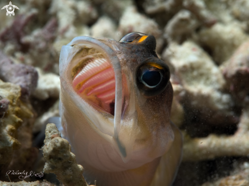 A Jawfish