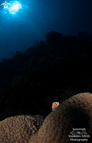 A Christmas tree worm, star coral