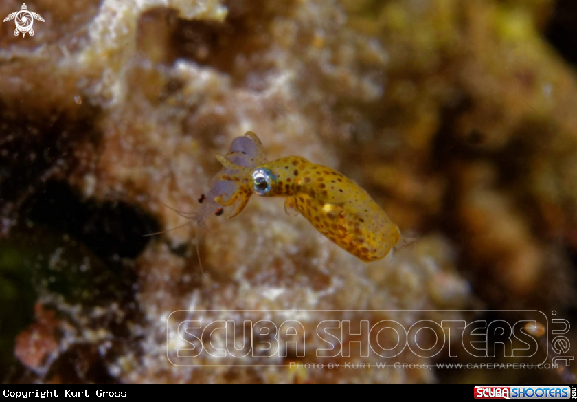 A Sepiola hunting shrimp's