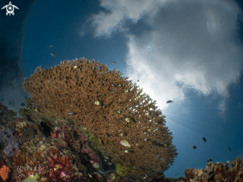 A Table Coral