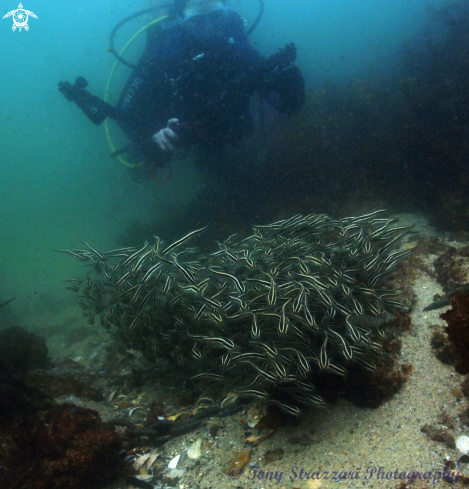 A Plotosus lineatus | Striped catfish