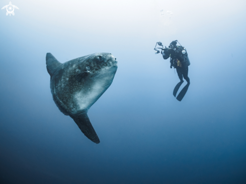 A Southern Ocean Sunfish