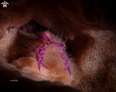 A Fairy Crab / Pink hairy squat lobster