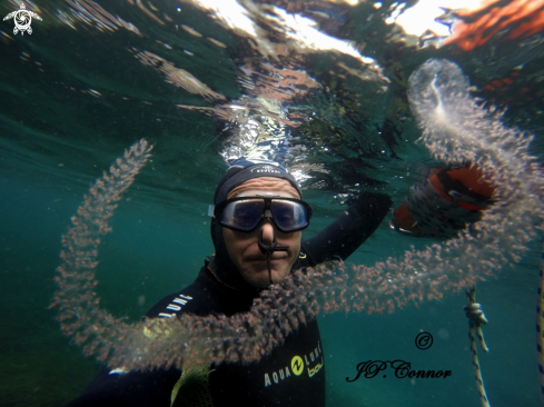 A Forskalia edwardsi | Grand siphonophore