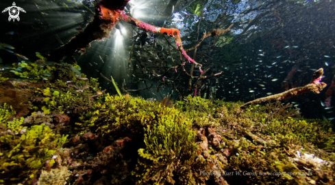 A Mangrove | Mangrove