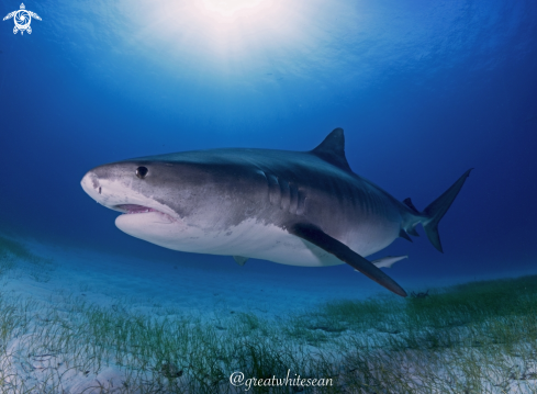 A Galeocerdo cuvier | Tiger Shark