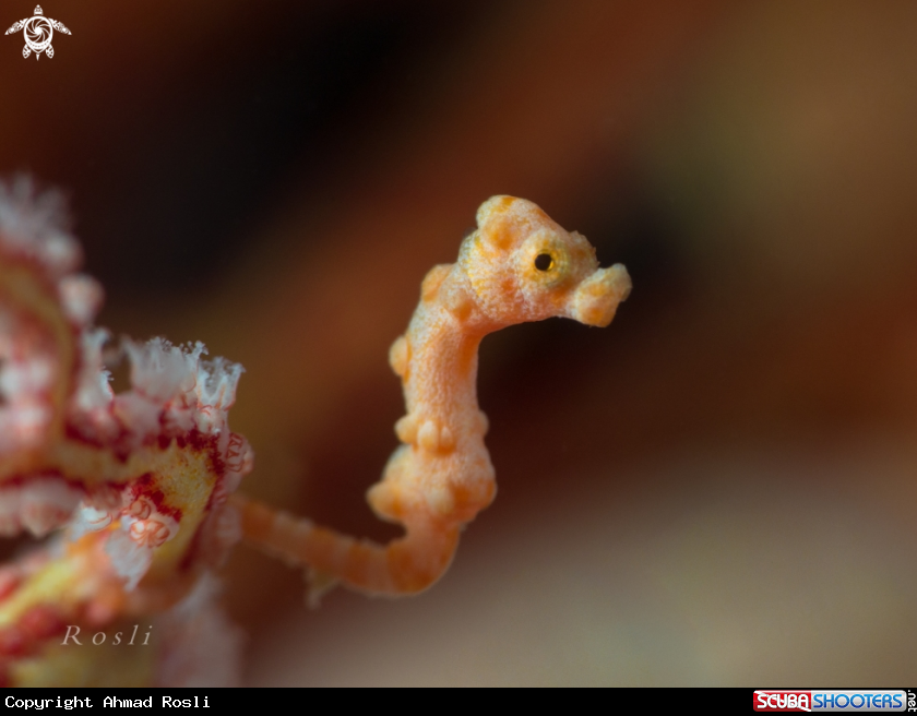 A Denise Pygmy Seahorse