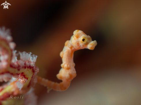 Denise Pygmy Seahorse