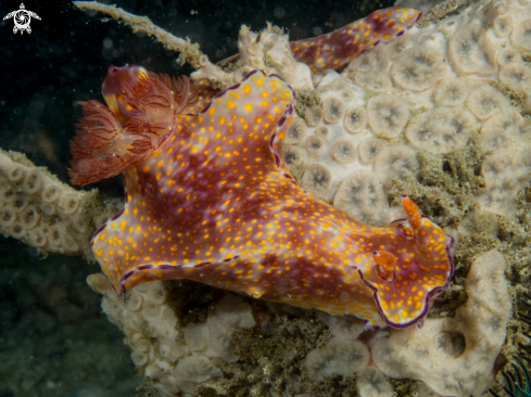 A Ceratosoma Gracillimum | Ceratosoma Gracillimum