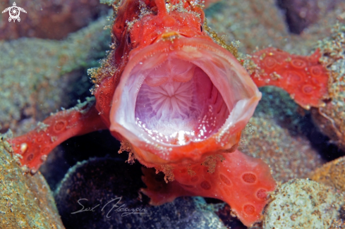 A frogfish 