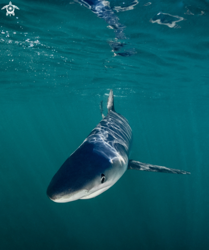 A Prionace glauca | Blue Shark