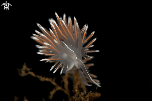 A Flabellina lineata