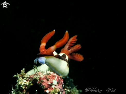 A Nembrotha sp.