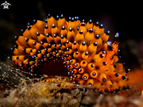 A Nudibranch