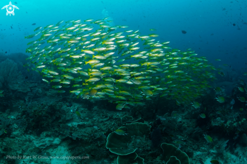 A Ocyurus chrysurus | Yellow Snapper