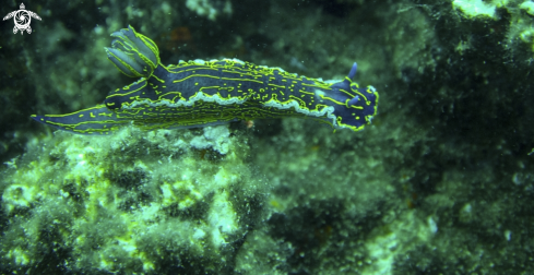 A Nudibranch