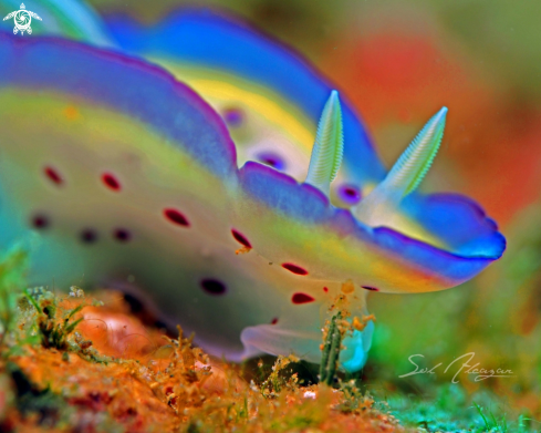 A Goniobranchus Kunei | Nudibranch