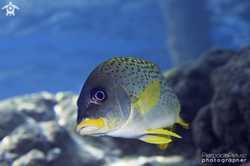 A Sweetlips Fish