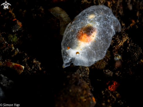 A Berthella stellata | Starry Berthella