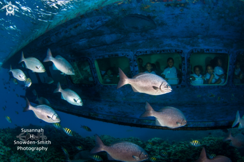 A Bermuda Chub