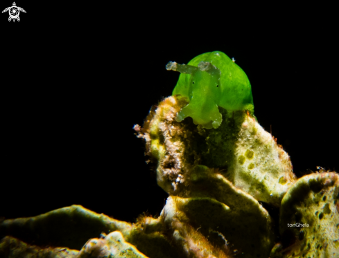 A Sea Hare