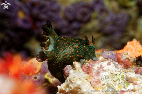 A Nembrotha Sp. | Nudibranche