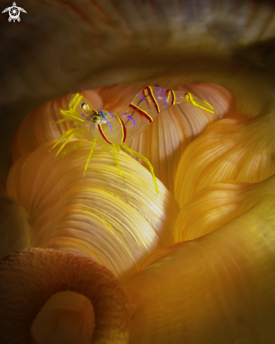 A Lebbeus grandimanus | Candy Stripe Shrimp