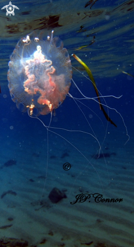 A Pelagia noctiluca | méduse pélagique