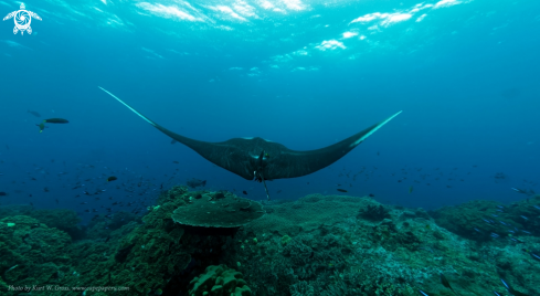A Manta birostris | Manta Ray