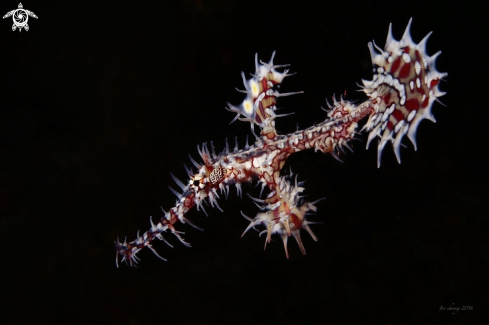 A Solenostomus paradoxus | Harlequin ghostpipefish 