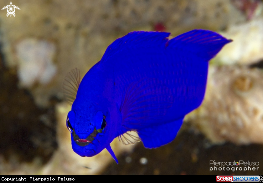 A Blu fish