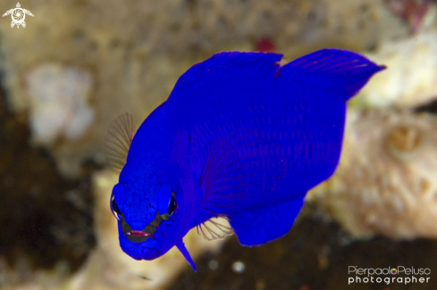 A Blu fish