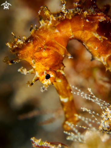 Thorny Seahorse