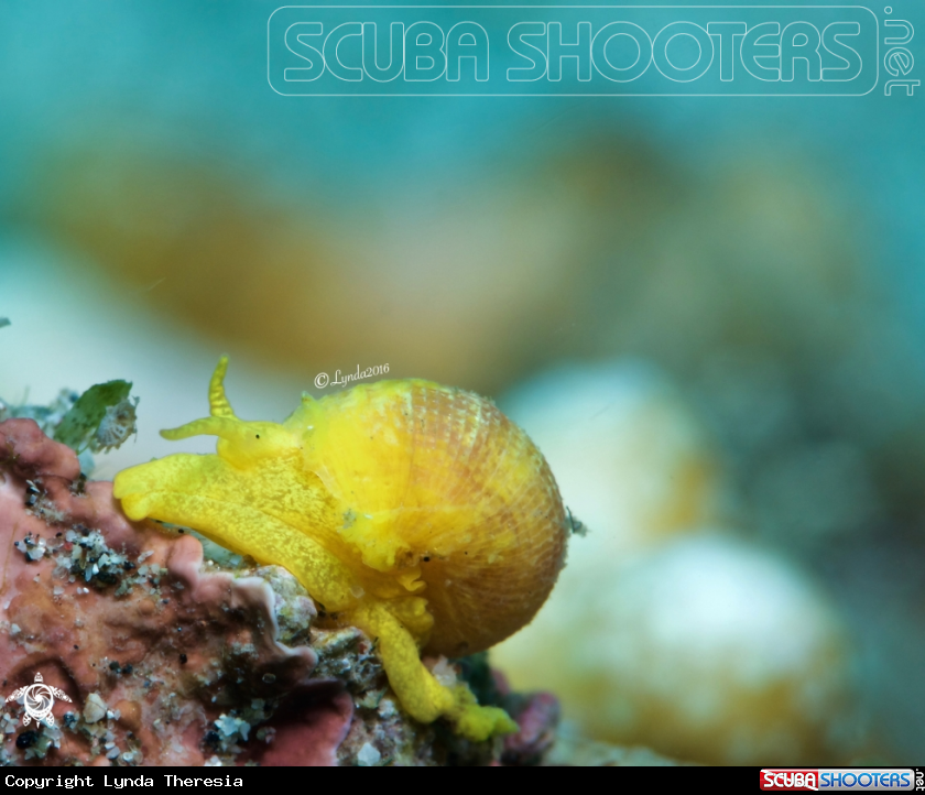 A Golden Wentletrap or The Yellow Sea Snail
