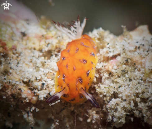 A Halgerda tessellata | Halgerda tessellata