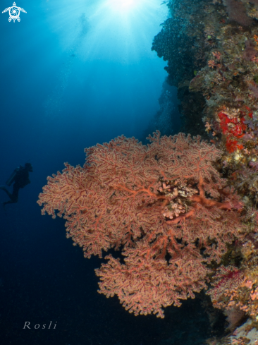 A Sea Fan