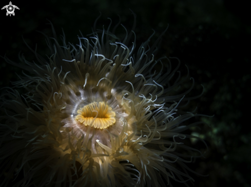 A Short Plumose Anenome